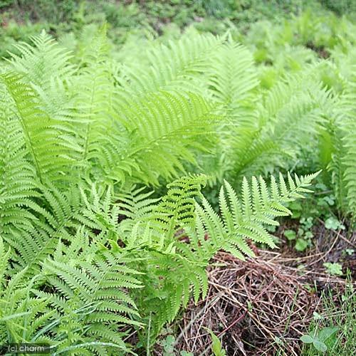 チャーム（ペット） （山野草）シダ（羊歯）コゴミ（クサソテツ）3  