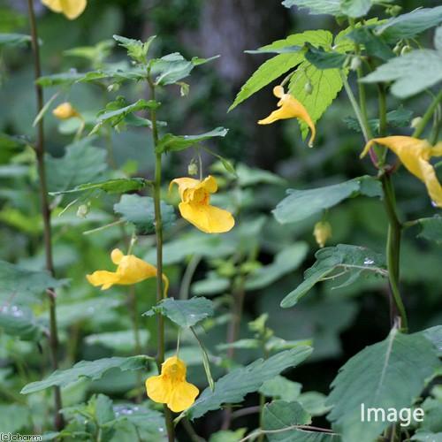 山野草 キツリフネ 黄釣船 ３号 １ポット 休眠株 チャーム Charm Paypayモール店 通販 Paypayモール