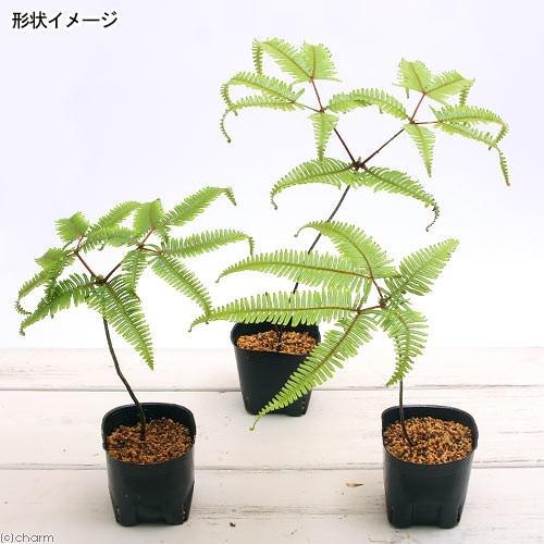 チャーム（ペット） （山野草）シダ（羊歯）コシダ（小羊歯）3