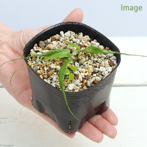 おすすめ 山野草 シダ 羊歯 クモノスシダ 蜘蛛の巣羊歯 ３号 １ポット