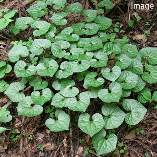 山野草　フタバアオイ(双葉葵)、80株以上。那須産。H！ チャーム（charm） （山野草）フタバアオイ（二葉葵） 3号（1ポット