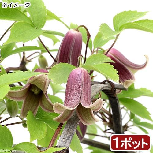 山野草 ハンショウヅル 半鐘蔓 ３号 １ポット 休眠株 1736 チャーム Charm ヤフー店 通販 Yahoo ショッピング