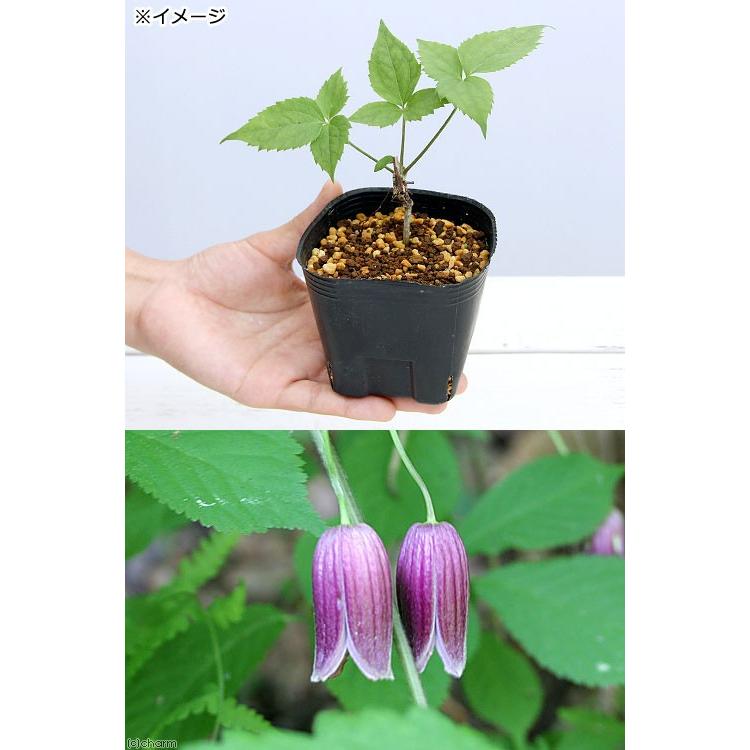 山野草 ハンショウヅル 半鐘蔓 １ポット ３号 新作多数