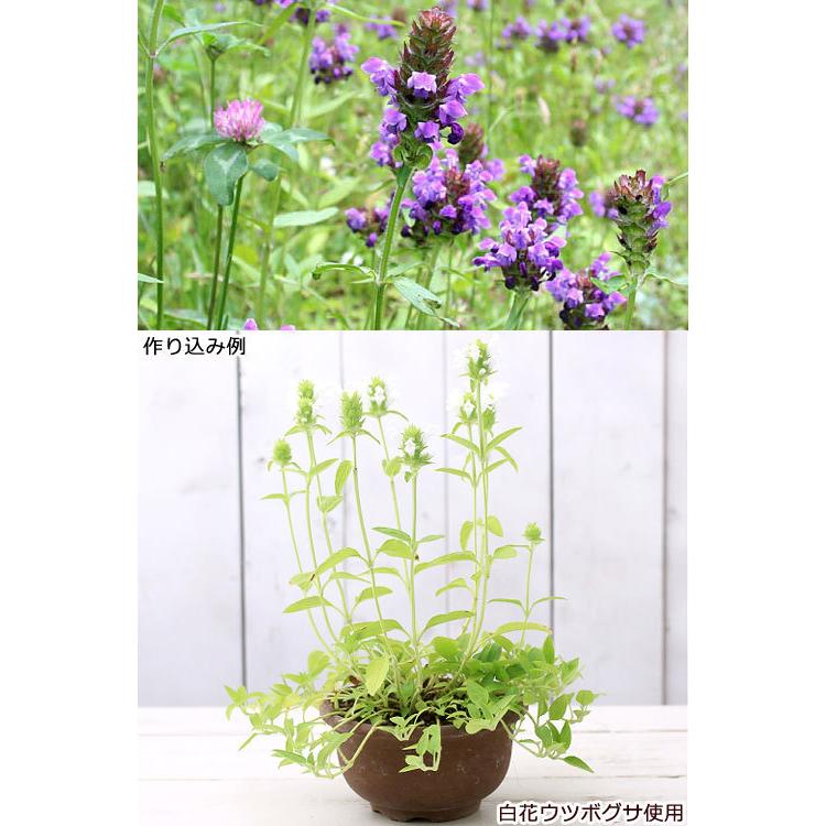 山野草 ウツボグサ 靫草 夏枯草 ３号 １ポット 北海道冬季発送不可 花 ガーデニング