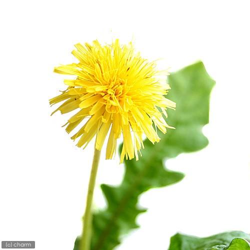 山野草 タンポポ 蒲公英 ニホンタンポポ 日本蒲公英 ２ ５ ３号 １ポット 休眠
