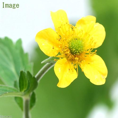 山野草 オオダイコンソウ 大大根草 １ポット Sale ３号