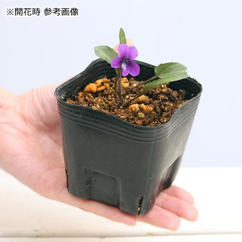 日本のスミレ 楽天市場】日本 スミレの通販