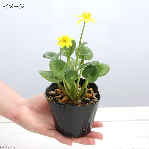 21a W新作 送料無料 山野草 姫リュウキンカ 姫立金花 黄系 ２ ５ ３号 １ポット 休眠株 640円 Aynaelda Com