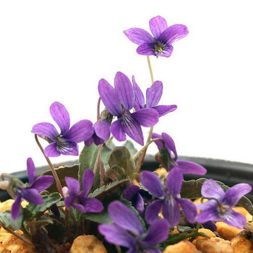 山野草 スミレ 菫 ヒメスミレ 姫菫 ２ ５ ３号 １ポット 休眠株 チャーム Charm ヤフー店 通販 Yahoo ショッピング