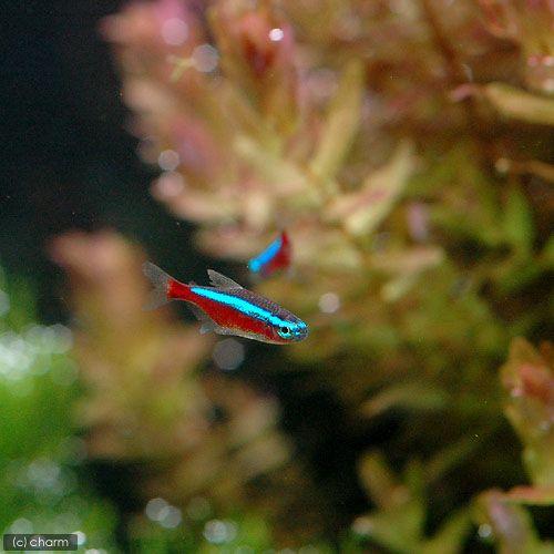 （熱帯魚）カージナルテトラ（ワイルド）（２００匹）　北海道・九州航空便要保温_2