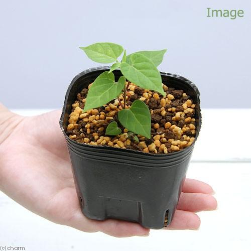 チャーム（charm） （山野草）イケマ（牛皮消） 3号（1ポット