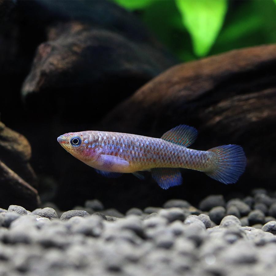 熱帯魚）アフィオセミオン・ガードネリー（1ペア） 北海道・九州航空