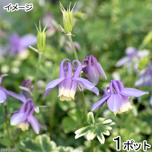 チャーム（charm） （山野草）ミヤマオダマキ（深山苧環） 3号（1