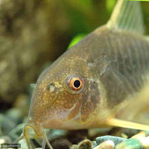 熱帯魚 コリドラス ゴッセイ ワイルド 九州 北海道 沖縄航空便要保温 １匹 注目の福袋 ゴッセイ