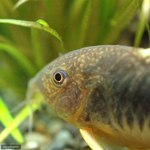 熱帯魚 コリドラス ゴッセイ ワイルド 九州 北海道 沖縄航空便要保温 １匹 注目の福袋 ゴッセイ