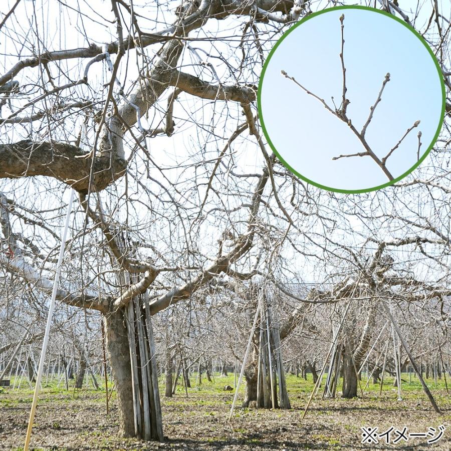 かじり木　国産　りんごの木　極細枝　４０ｇ　小動物　おもちゃ　無添加　無着色　うさぎ　ハムスター　チンチラ｜chanet｜04