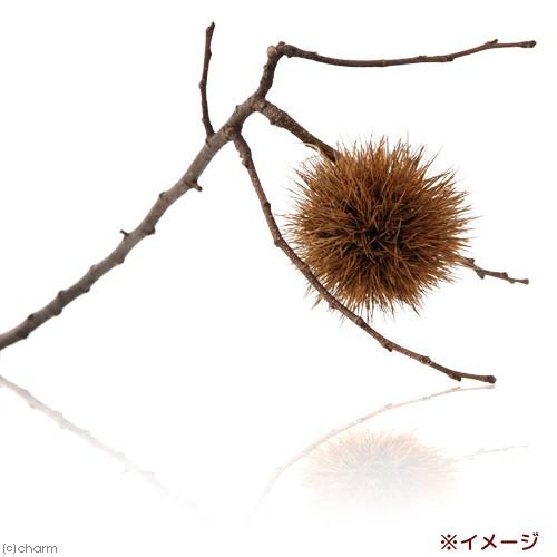 かじり木  400ピース　国産檜　抗菌消臭　小動物　おもちゃ　ハムスター　オウム ハムスター おもちゃ かじり木 ストレス解消 歯の健康 木のおもちゃ