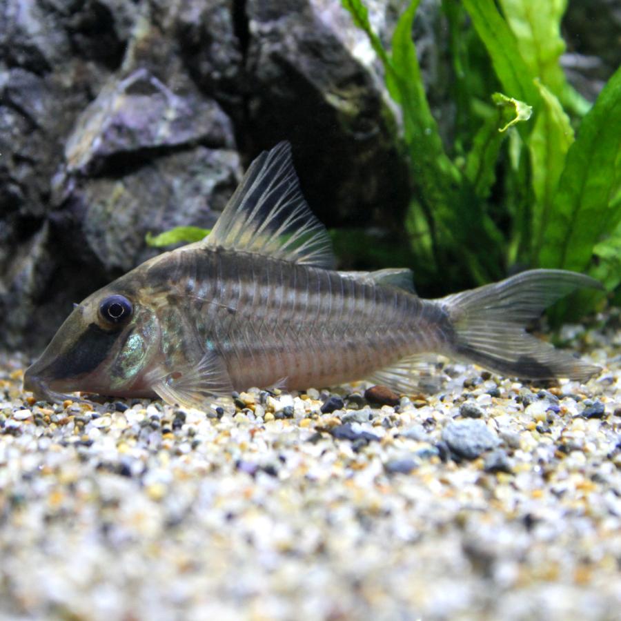 （熱帯魚）コリドラス・ナルキッスス（ワイルド）（１匹）　北海道・九州航空便要保温