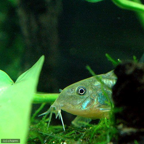 21年最新海外 熱帯魚 コリドラス イルミネータス グリーン ワイルド １匹 北海道航空便要保温 沖縄別途送料 Shipsctc Org