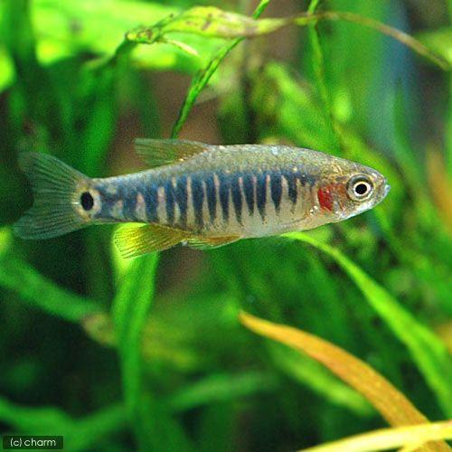 熱帯魚 ミクロラスボラ エリスロミクロン ３匹 北海道航空便要保温 チャーム Charm Paypayモール店 通販 Paypayモール