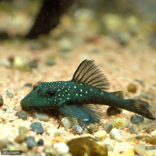 熱帯魚 ブルーフィン プレコ ｓサイズ ワイルド １匹 北海道航空便要保温