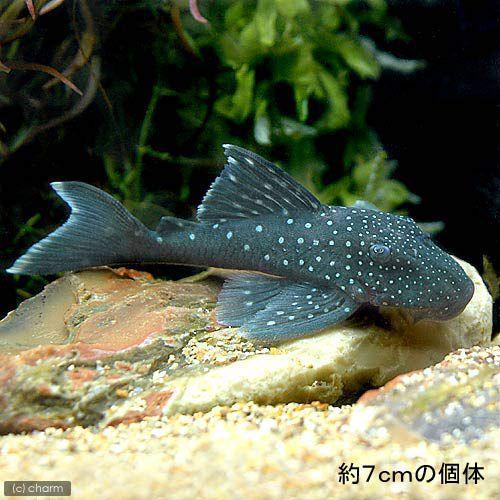（熱帯魚）ブルーフィン・プレコ　Ｓサイズ（ワイルド）（１匹）　北海道航空便要保温 | チャーム（ペット） | 02