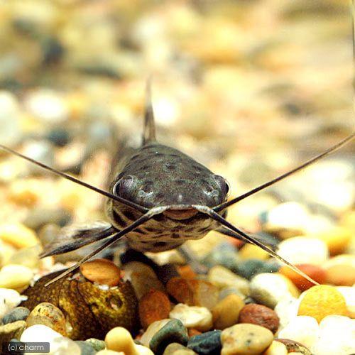 （熱帯魚）ブロッチ・ホプロ（１匹）　北海道・九州航空便要保温 | チャーム（ペット） | 01