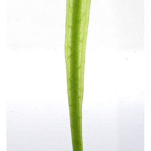 （熱帯魚）ブロッチ・ホプロ（１匹）　北海道・九州航空便要保温 | チャーム（ペット） | 02