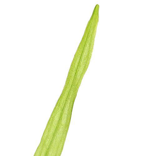 （熱帯魚）ブロッチ・ホプロ（１匹）　北海道・九州航空便要保温 | チャーム（ペット） | 03