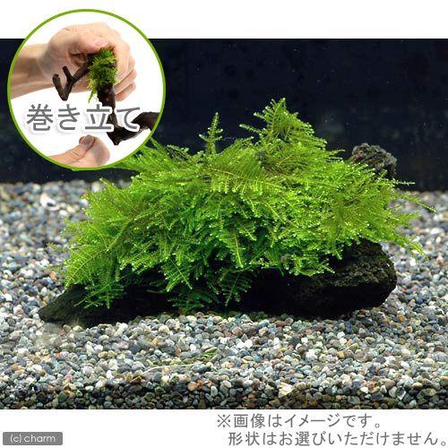 水草）巻きたて 南米ウィローモス付 流木 ＳＳサイズ（約１０ｃｍ