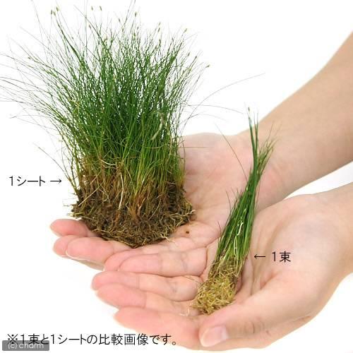 水草 ヘアーグラス ショート 水上葉 土付き ６０ｃｍ水槽用 無農薬 ２シート分 チャーム Charm ヤフー店 通販 Yahoo ショッピング