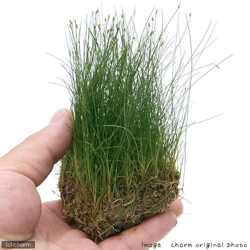 水草 ヘアーグラス ショート 水上葉 土付き ６０ｃｍ水槽用 無農薬 ２シート分 北海道航空便要保温 チャーム Charm ヤフー店 通販 Yahoo ショッピング