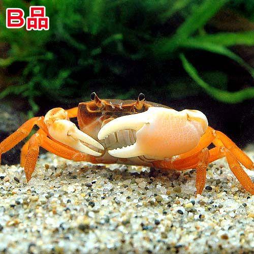 チャーム（charm） （エビ・カニ）（B品）サワガニ レッド（1匹