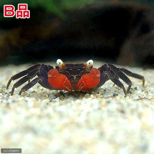 エビ カニ ｂ品 レッドデビル クラブ ３匹 北海道 九州 沖縄航空便要保温 91 以上節約
