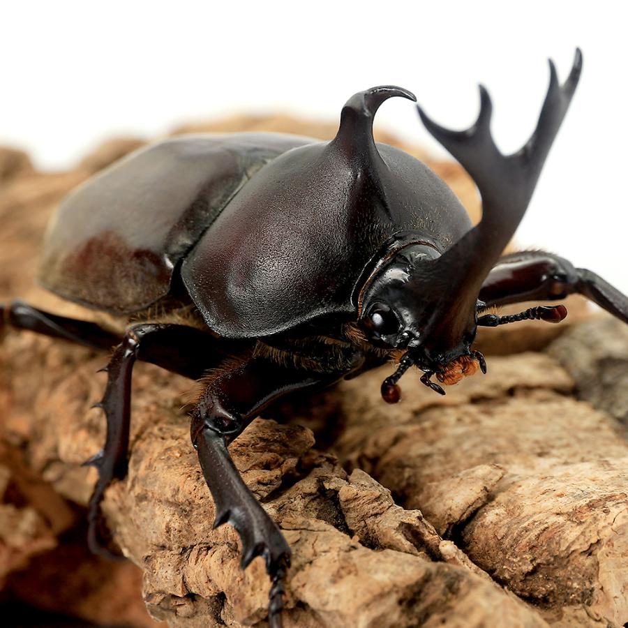 （昆虫）国産カブトムシ　成虫　ＷＣ　サイズフリー（１ペア） の商品画像