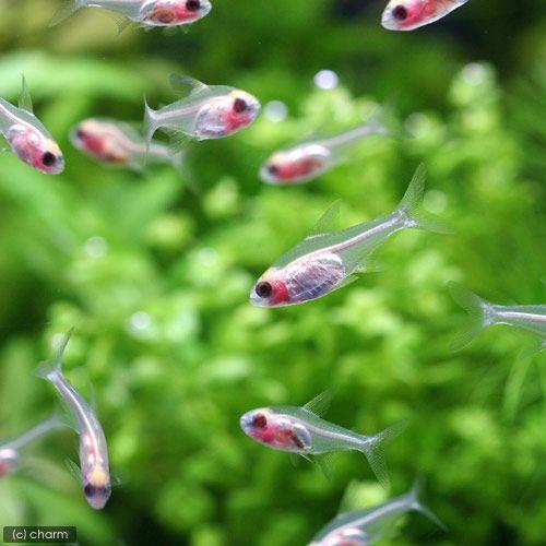 熱帯魚 ゴールデンパンダ プリステラ ５匹 北海道航空便要保温 チャーム Charm Paypayモール店 通販 Paypayモール