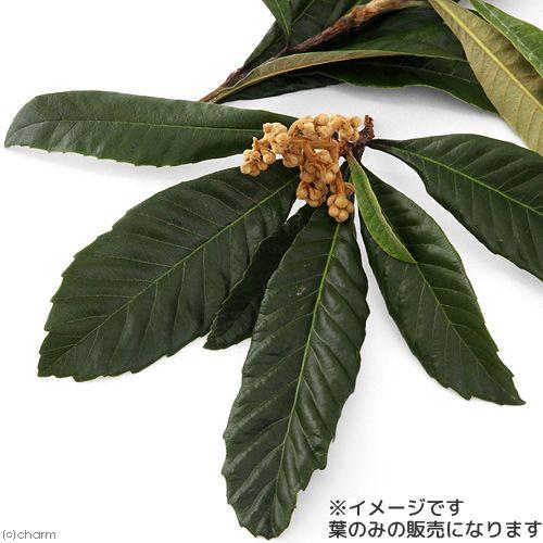 Leaf Corp 国産 びわの葉 10g 小動物用のおやつ : チャーム charm