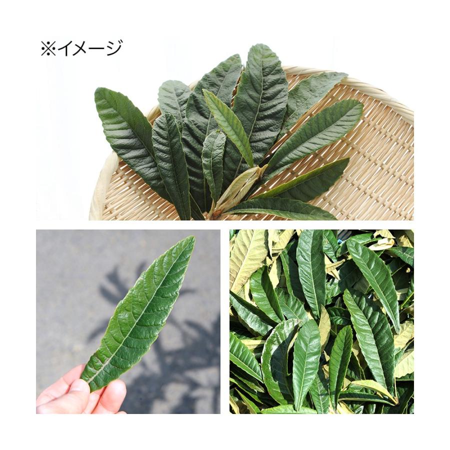 Leaf Corp 国産 びわの葉 10g 小動物用のおやつ : チャーム charm  