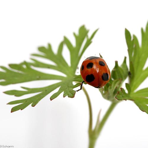 好評 昆虫 ナナホシテントウムシ ななほしてんとうむし 成虫 １匹 Riosmauricio Com