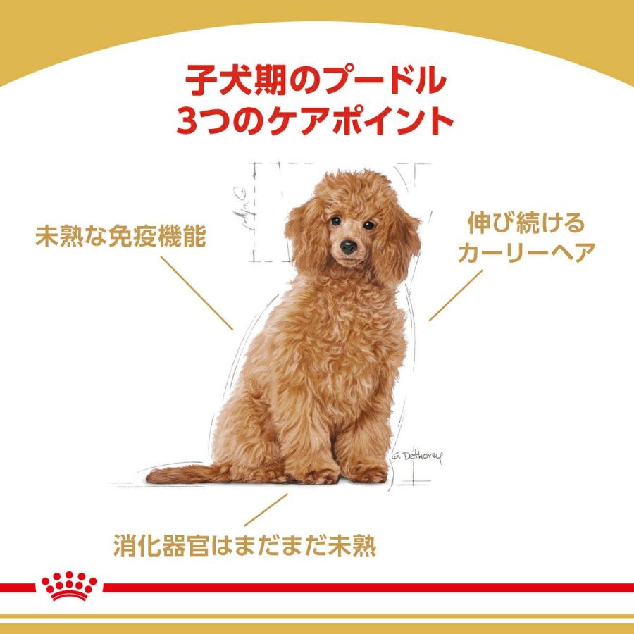 ロイヤルカナン　プードル　子犬用　８００ｇ×５袋　３１８２５５０７８８１３７　ジップ付　お一人様２点限り_2