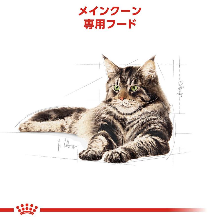 ロイヤルカナン　猫　メインクーン　成猫用　生後１５ヵ月齢から１２歳まで　２ｋｇ×５袋　ジップ付（キャットフード　ドライ） | ロイヤルカナン | 02