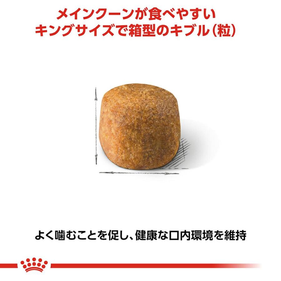 ロイヤルカナン　猫　メインクーン　成猫用　生後１５ヵ月齢から１２歳まで　２ｋｇ×５袋　ジップ付（キャットフード　ドライ） | ロイヤルカナン | 05
