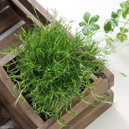 観葉植物 サギナ アイリッシュモス 品種おまかせ ３号 ３ポットセット チャーム Charm Paypayモール店 通販 Paypayモール