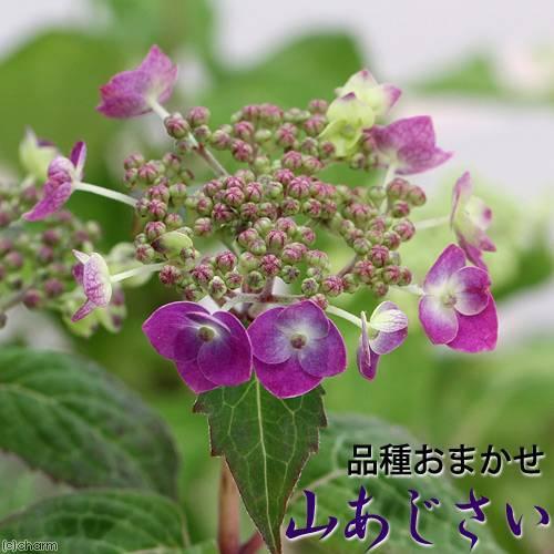 （山野草）盆栽　ヤマアジサイ（山紫陽花）　品種おまかせ　２．５〜３号（１ポット）｜chanet