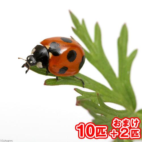 昆虫）ナナホシテントウムシ（ななほしてんとうむし）成虫 WD（10
