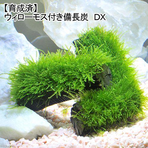 チャーム（charm） （水草）☆育成済☆ ウィローモス 備長炭 DX