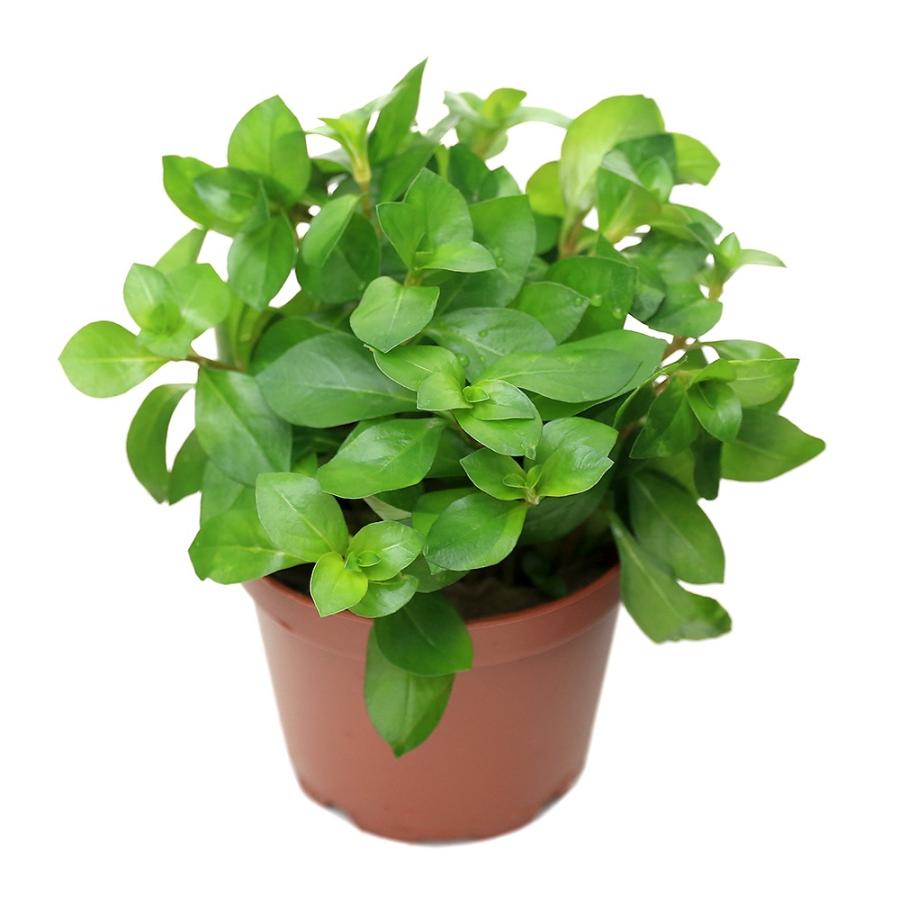 水草 レッドルドウィジア 水上葉 鉢植え 無農薬 １鉢 Kingsfirearmsandmore Com