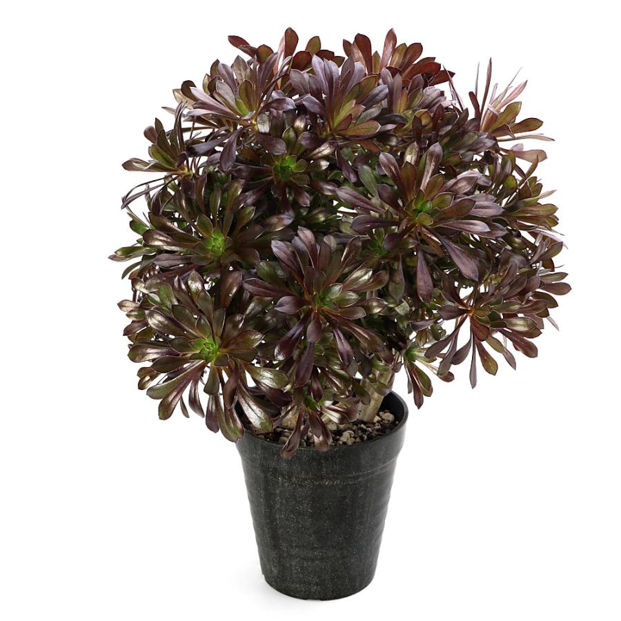 チャーム（charm） （多肉植物）アエオニウム 黒法師（クロホウシ） 6