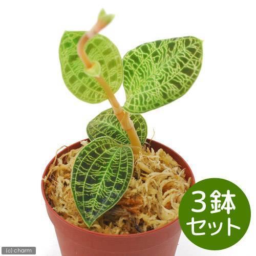 チャーム（charm） （観葉植物）マコデス ぺトラ 2号（3鉢
