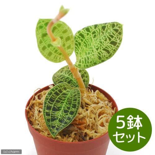 チャーム（charm） （観葉植物）マコデス ぺトラ 2号（5鉢